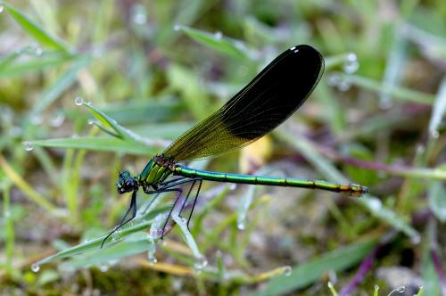 Réf. 205 709 : Calopteryx splendens